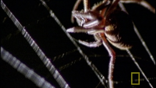 Spider Kills Bat