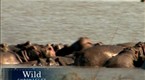 National Geographic News: Drug Lord's Hippos Thriving