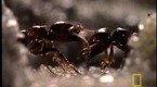 Red Fire Ants