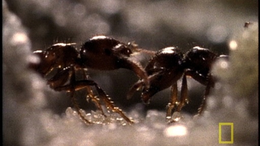 Red Fire Ants