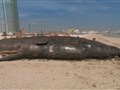 Reno 911!: Miami - Dead Whale