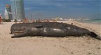 Reno 911!: Miami: Dead Whale