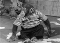 My Son, The Chimp picture