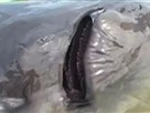 Giant Fish Faces Big Trouble in China