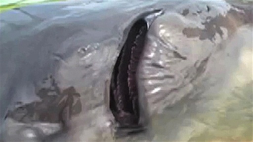 Giant Fish Faces Big Trouble in China