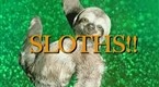 Saturday Night Live: Sloths!