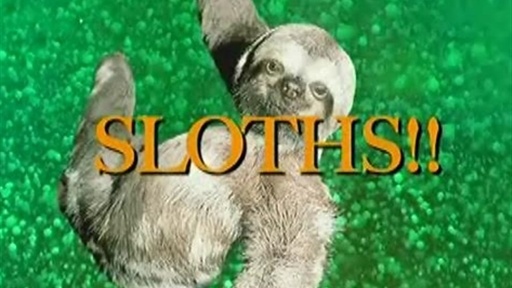 SNL Digital Short: Sloths! Video