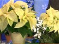 Video Sample