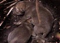 Corwin’S Mission To Protect Animals picture