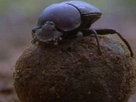 Dung Beetles