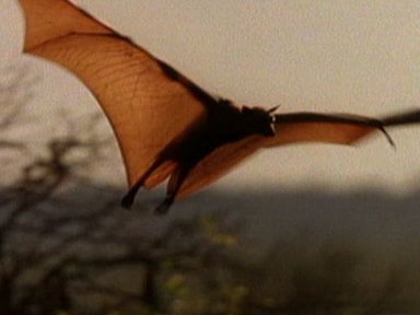 Meet the World's Biggest Bat Video