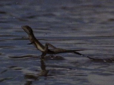 Jesus Christ Lizard