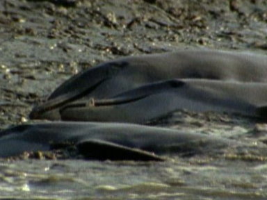Dolphins Come Ashore to Hunt