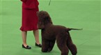 Westminster Kennel Club Dog Show: Best of Sporting Group, Part 2
