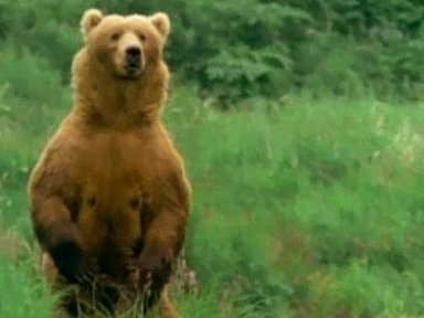 Kodiak Bears Eat Whale Video