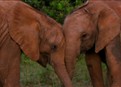 The Nature of Things : Game Over - Conservation in Kenya