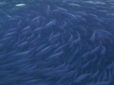 Farting Fish Video