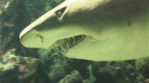 Alison Swims With Sharks at the Sydney Aquarium