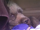 DogTown | Shaggy the Survivor