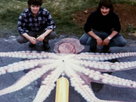 Hunt for the Giant Octopus