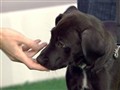 NBC TODAY Show - Positive Reinforcement Is Key to Doggy Discipline