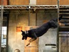 K-9 Super Cop