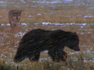 Grizzly Bears vs. Wolves Video