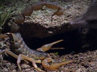 Cannibal Scorpions vs. Shrew