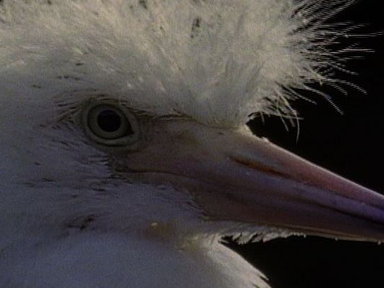 Snowy Egret Sacrifice