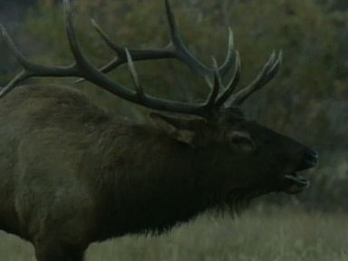 Bugling Elk