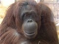 NBC Nightly News with Brian Williams - Photo-Taking Orangutan A Web Hit