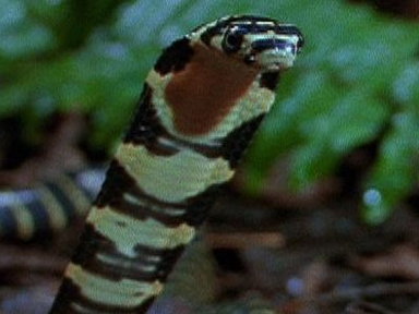 King Cobra vs. Olive Water Snake