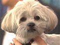 NBC TODAY Show - From Bow to Wow: Pound Pups Get Makeovers