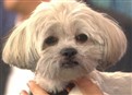From Bow to Wow: Pound Pups Get Makeovers picture