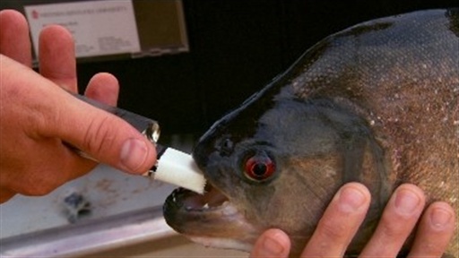 Piranha Bite Force Video