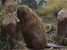 Monster.com: Beaver
