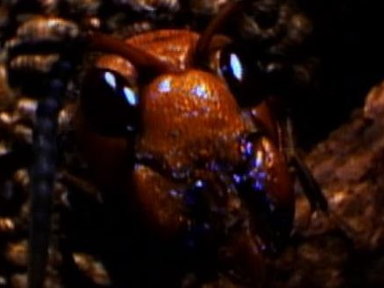Hornets from Hell Video