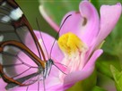 Tropical Plant Collecting Expeditions with Botanist Darin Penneys