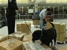 US Customs and Border Patrol Canine Program