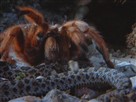 Survival Guide: Tarantula