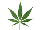 FORA.tv Economy | Season 1 Episode 15 | Marijuana Economics