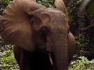 Survival Guide: Elephant Charge