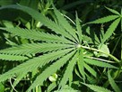 Legalizing Marijuana: Costs vs Benefits