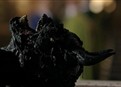 He Has Horns picture