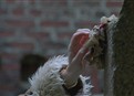 play video on Hulu