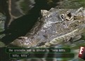 Killer Crocodiles picture