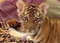 Zoo Animals Comfort Sick Kids Via TV picture