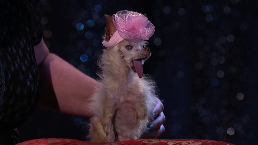 Yoda, The Ugliest Dog In The World