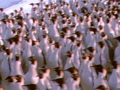 Penguins Dressed for Success Video