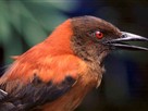 Expedition: Papua New Guinea with Jack Dumbacher